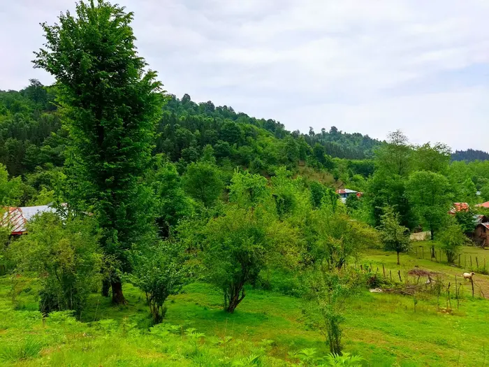 ویلا دوخوابه جنگلی آلیان