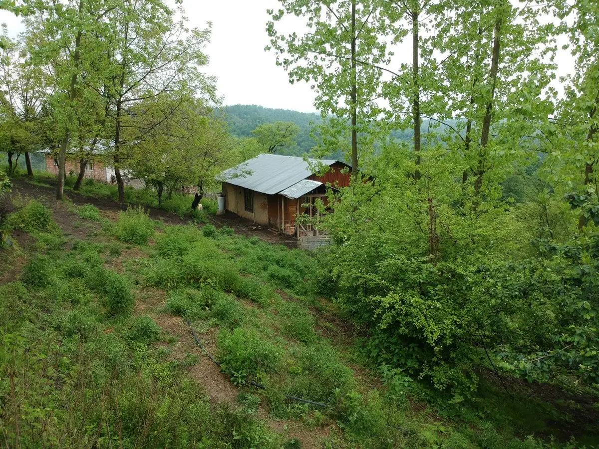 کلبه یک خوابه روجین