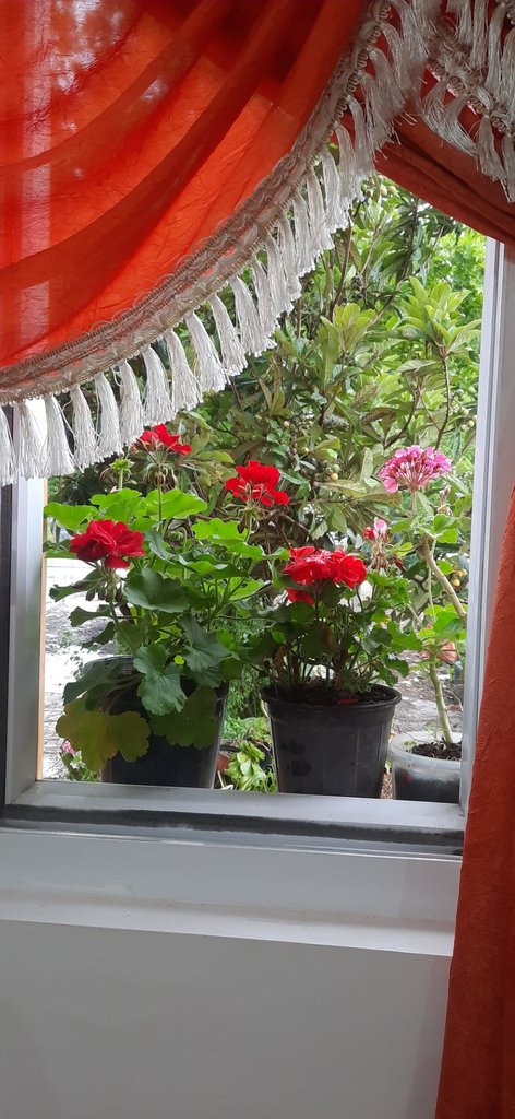 سوئیت فلت شمعدونی۳
