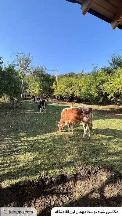 کلبه دوخوابه چوبی گردو