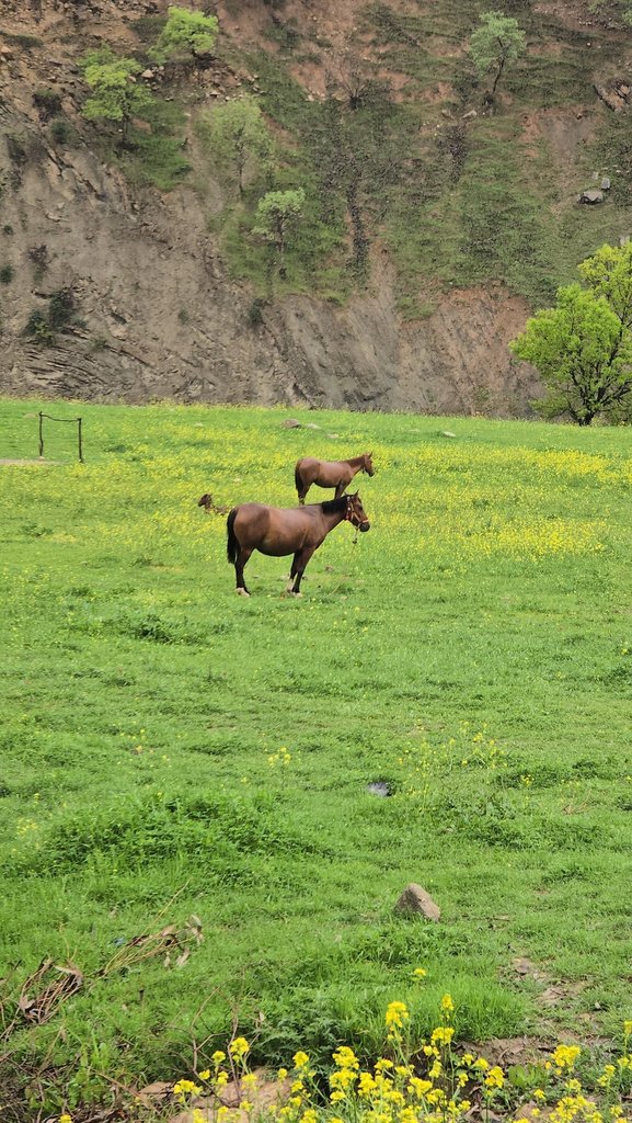 بوم گردی اجاره مجتمع بوم گردی ابشار بیشه و گریت واحد ۴ - واحد ۴