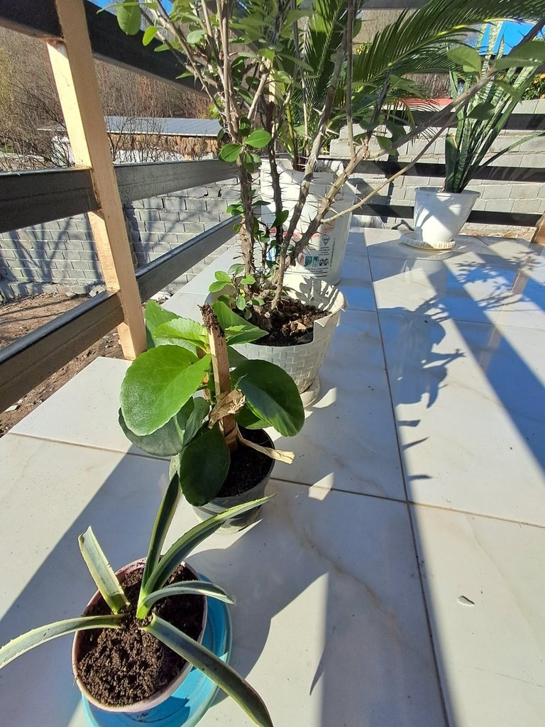 کلبه دوخوابه جنگلی برنجستانک