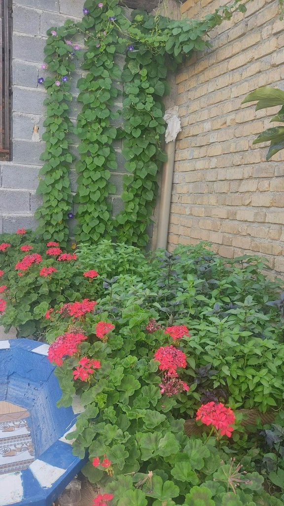 سوئیت یک خوابه صدیق 1