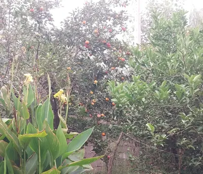 ویلا یک خوابه گل بهار شهر بیجاری