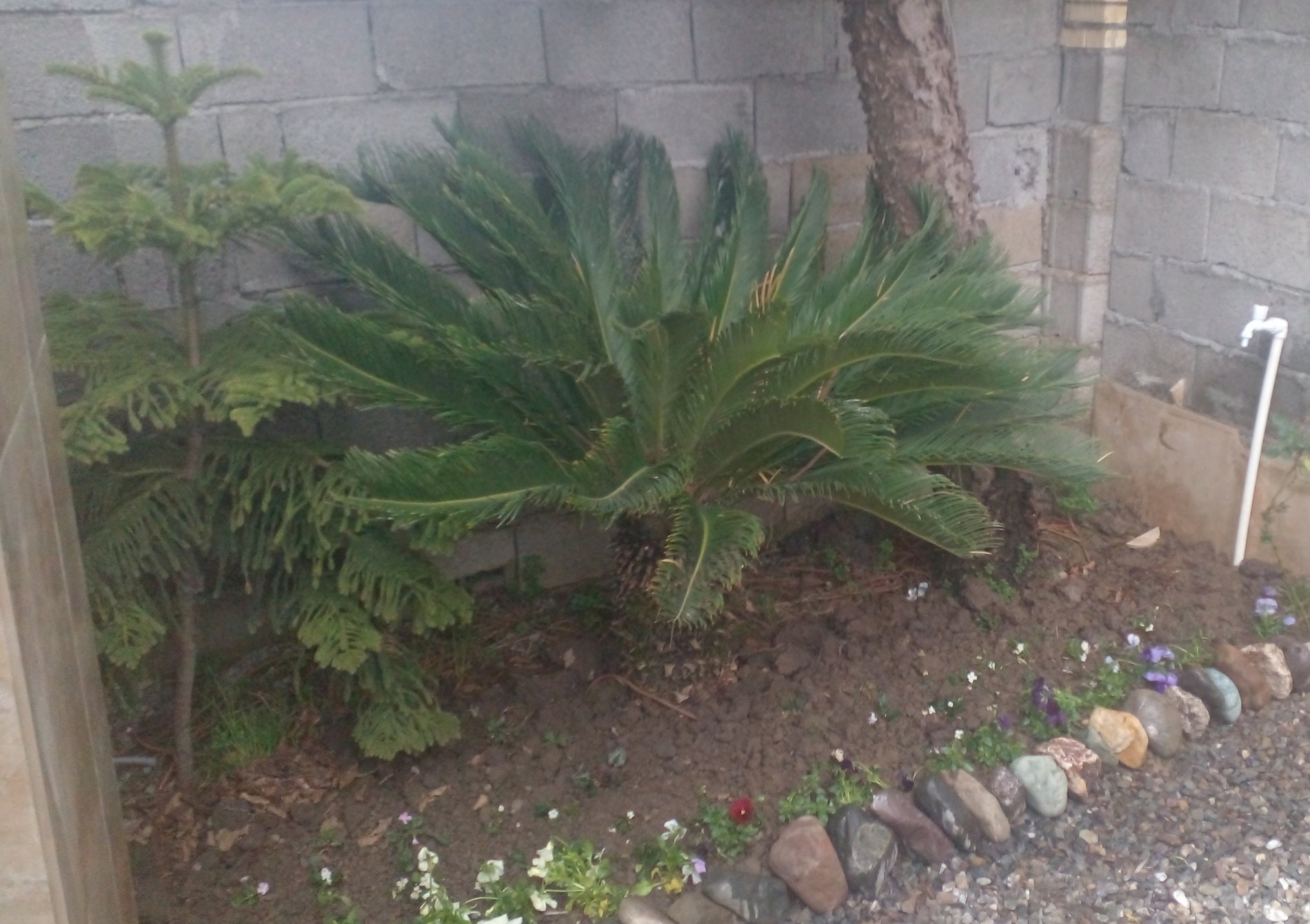 ویلا یک خوابه شیرود شبنم 1