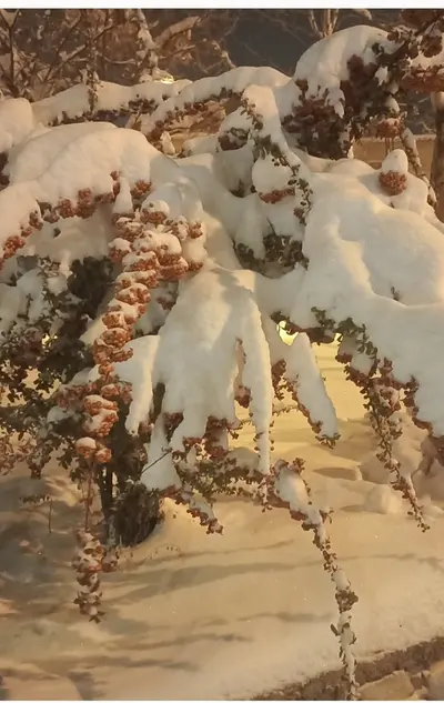 سوئیت فلت سوپل