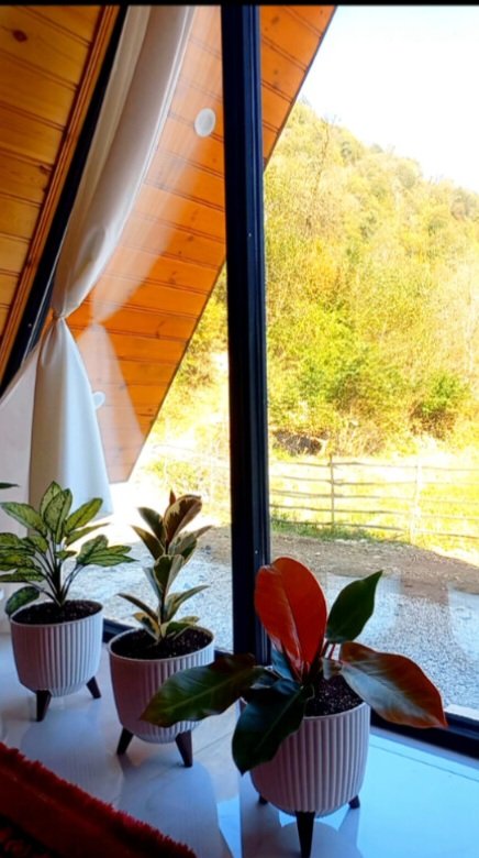 کلبه فلت دوبلکس جنگلی لیام