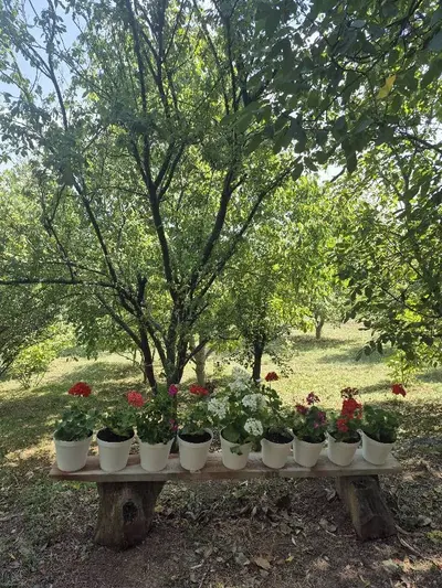 ویلا یک خوابه باغ گردو