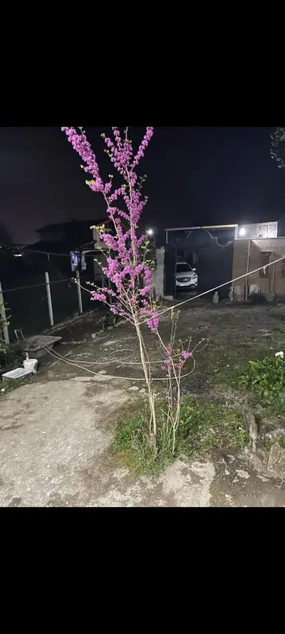 ویلا فلت مهر 5