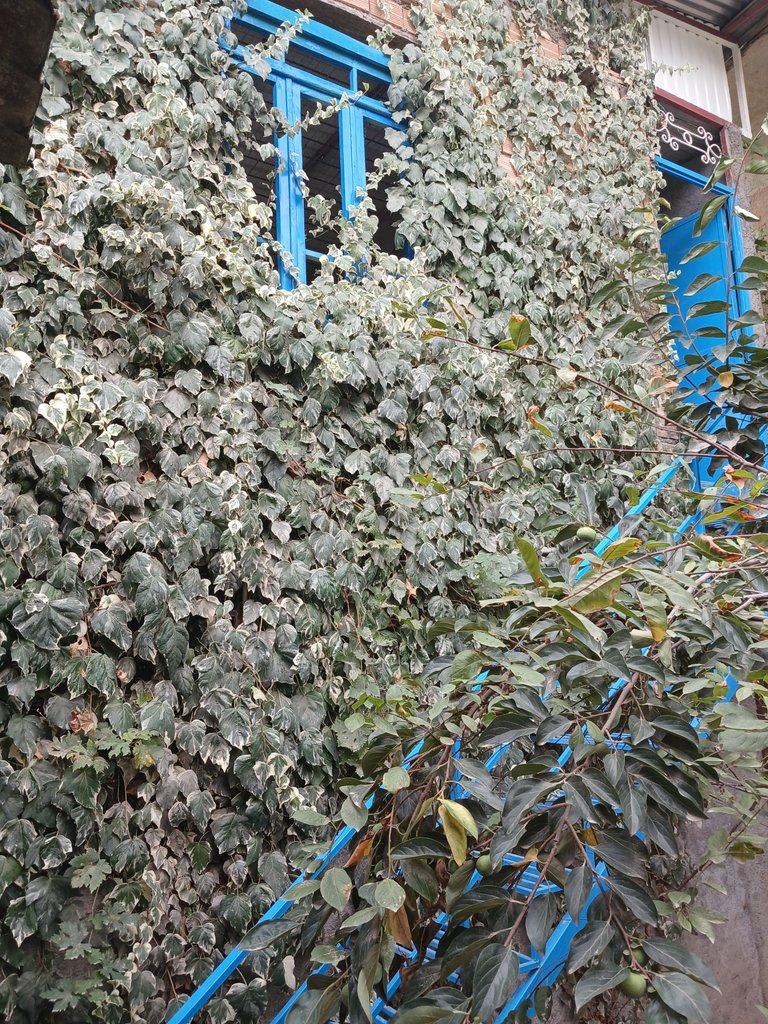 ویلا دوخوابه گندم  1