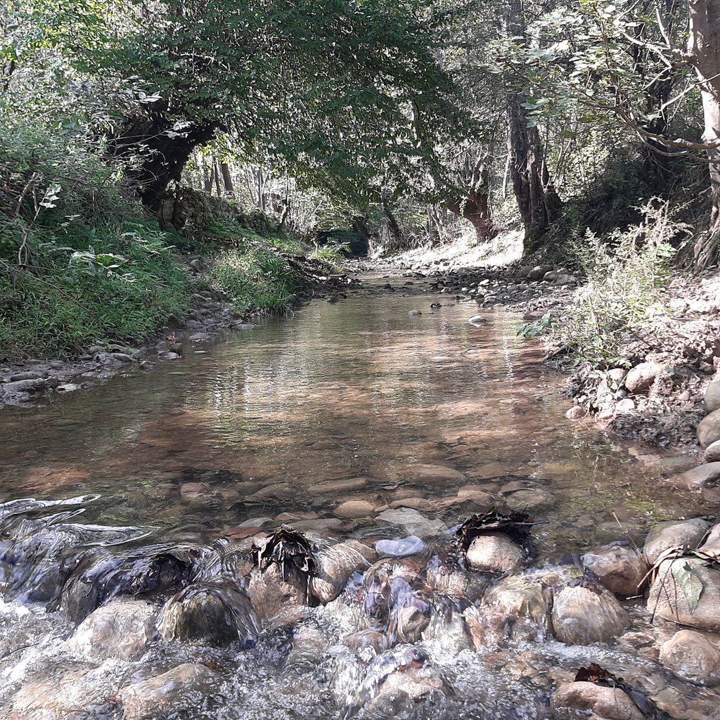 کلبه  کلبه چوبی جنگلی روشن دره