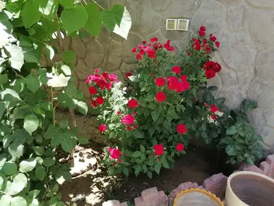 ویلا یک خوابه والا 1