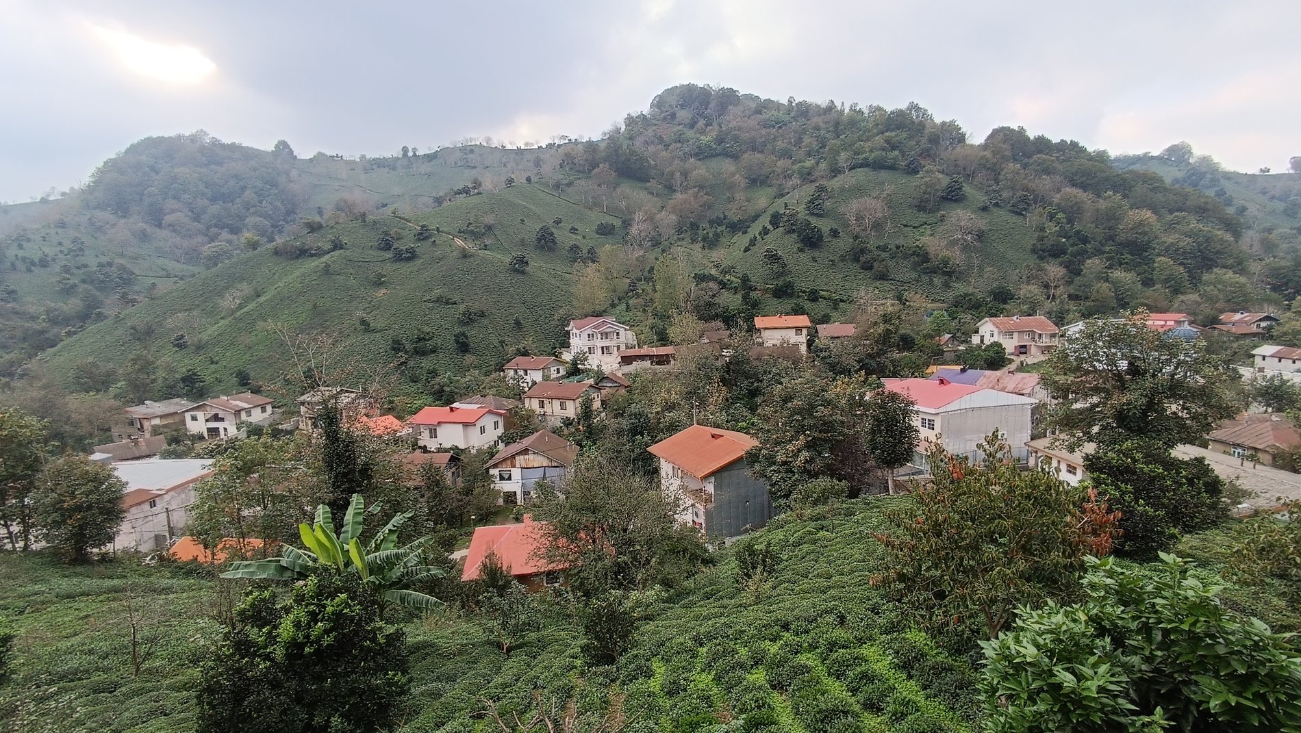 سوئیت یک خوابه باغ چای 1