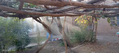 ویلا فلت ننه بطول