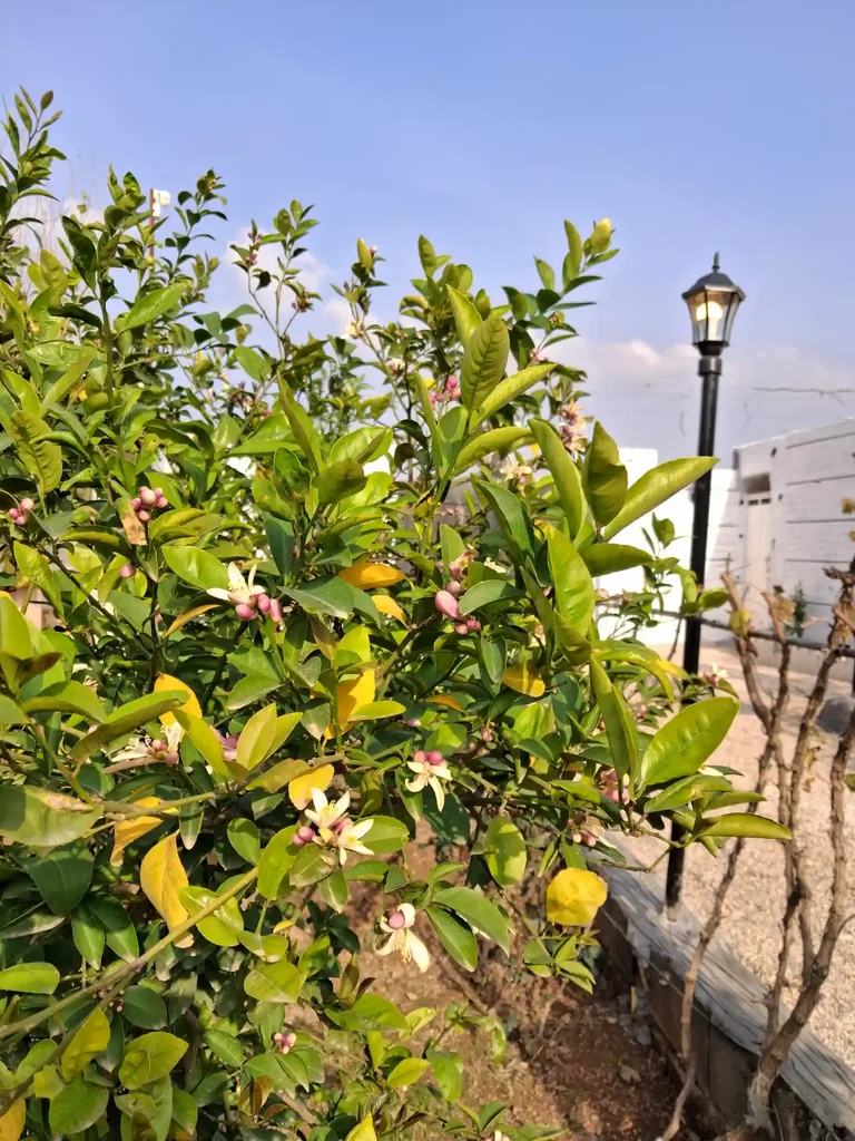 ویلا ویلا دوخوابه سعید