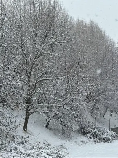 کلبه یک خوابه دوبلکس جنگلی لرا