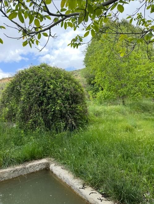 کلبه یک خوابه دوبلکس جنگلی لرا