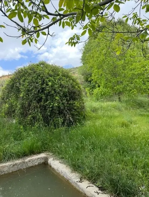 کلبه یک خوابه دوبلکس جنگلی لرا