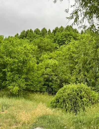 کلبه یک خوابه دوبلکس جنگلی لرا