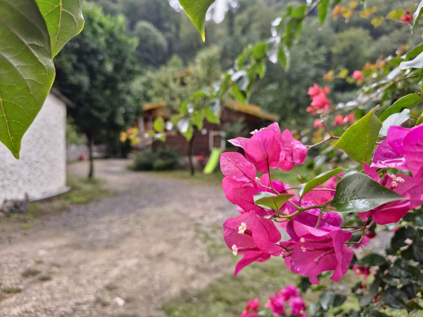 دوخوابه امام یاری