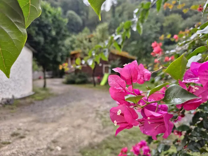 کلبه دوخوابه امام یاری