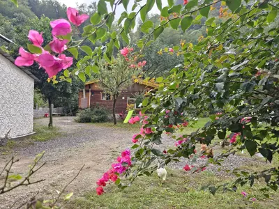 کلبه دوخوابه امام یاری