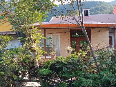 سوئیت فلت جنگلی وطن خواه