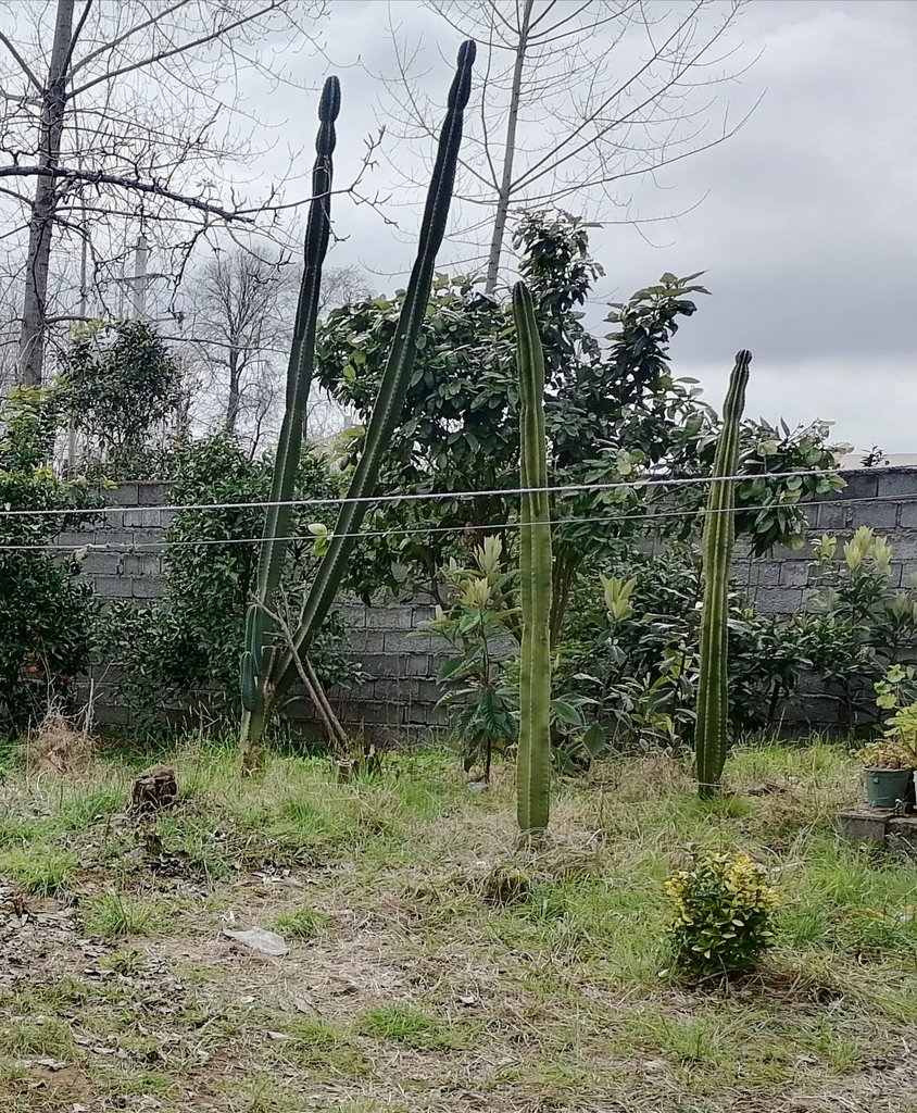 ویلا دوخوابه پروازی 1