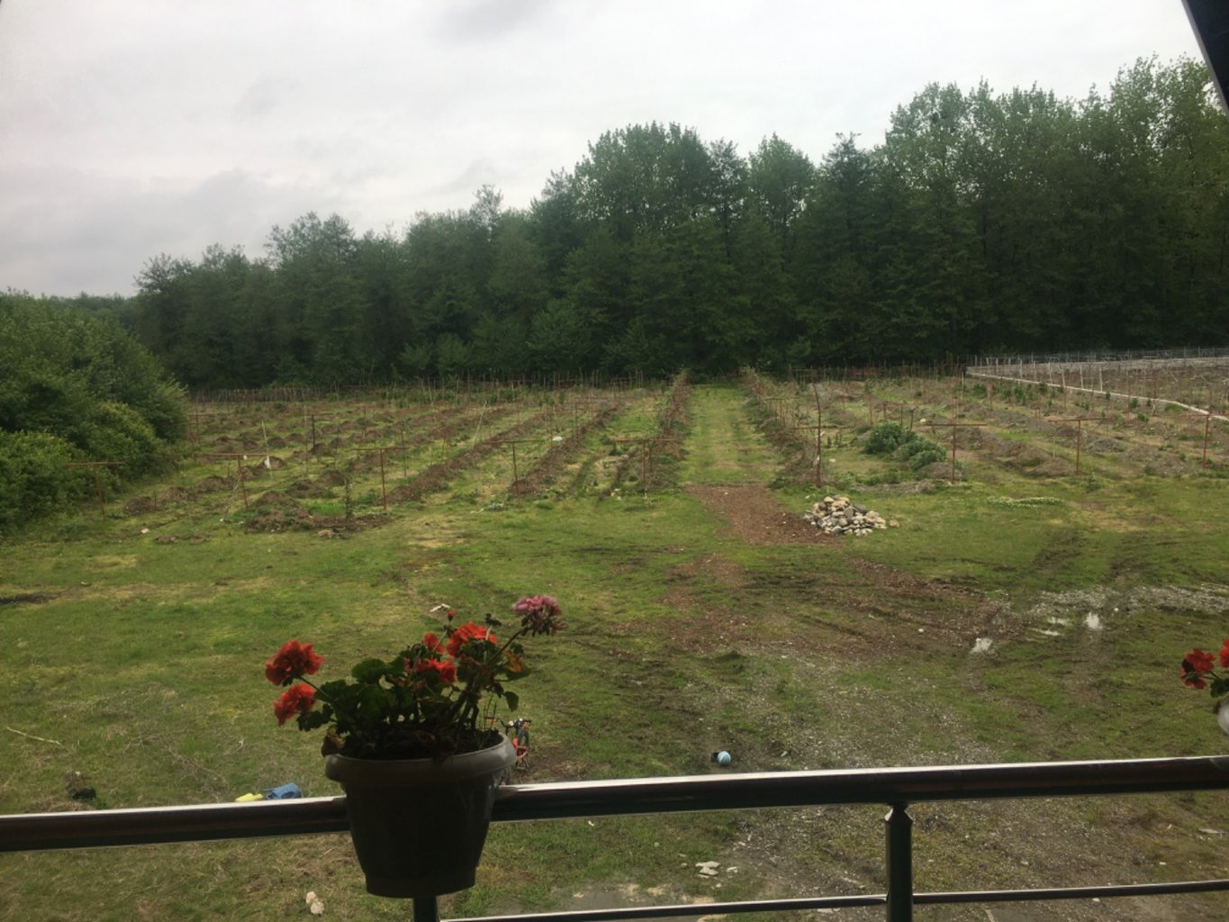 کلبه یک خوابه شافعی