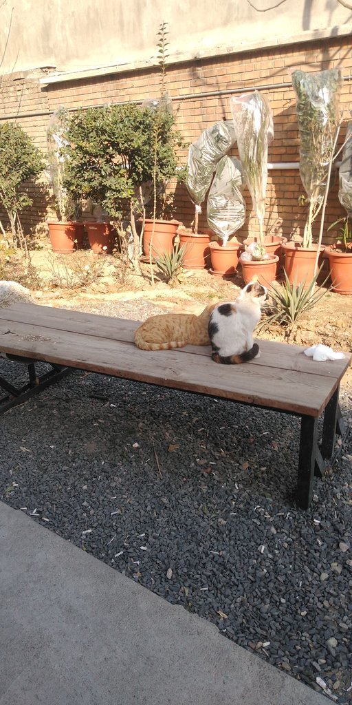 ویلا تسستت - گربه