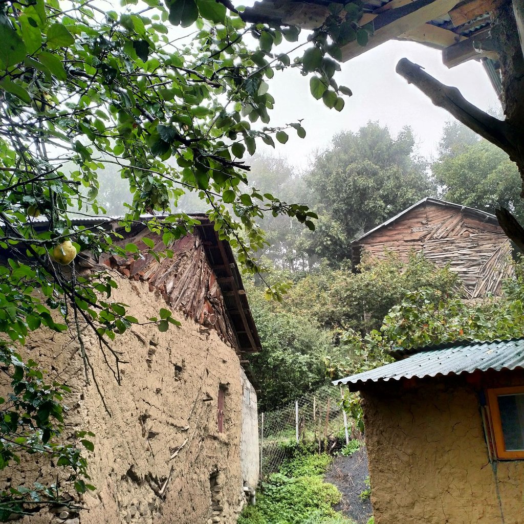 کلبه فلت جنگلی فیروزه ای