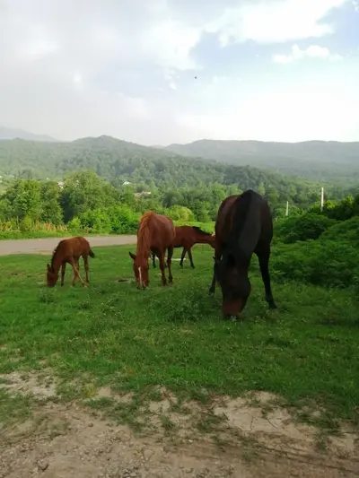 سوئیت گیله وا - یک تخته فلت اتاق گیو ١ حلیمه جان