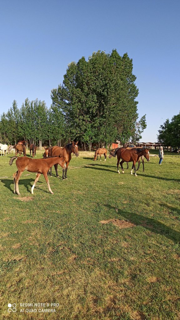 امیرعطا خان - واحد ویلا سنتی با حیاط