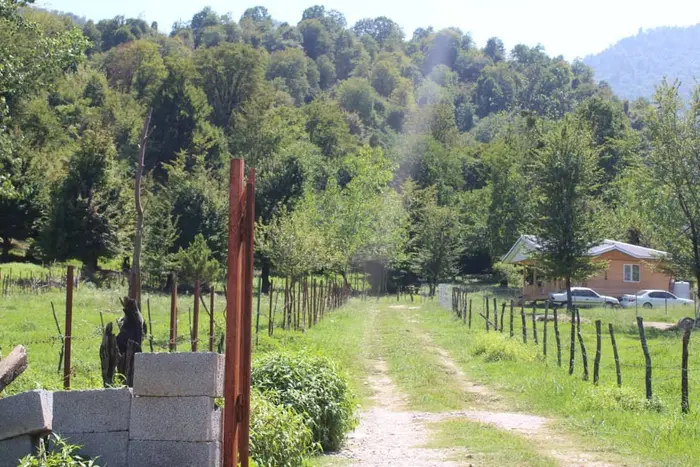 یک خوابه جنگلی ترنج -   