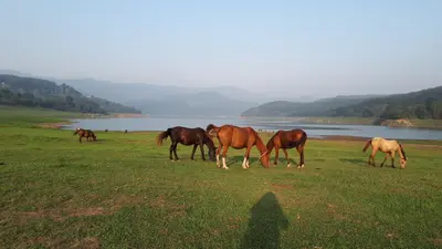 ویلا یک خوابه جنگلی سد البرز