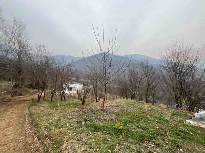 دوخوابه جنگلی فلورد