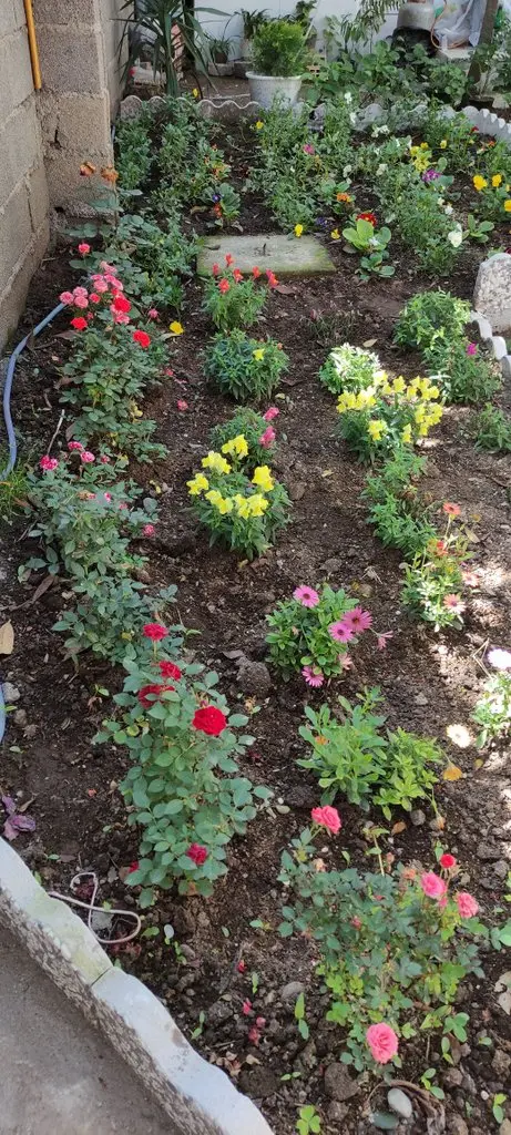 ویلا یک خوابه روستایی شالما