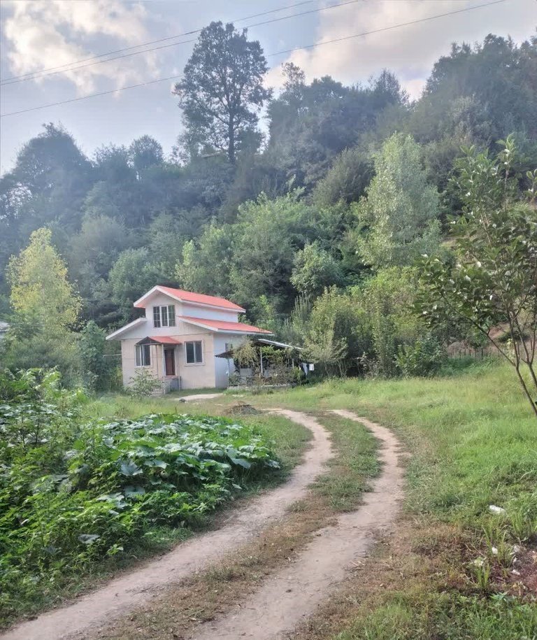 دوخوابه جنگلی دلیلی 1