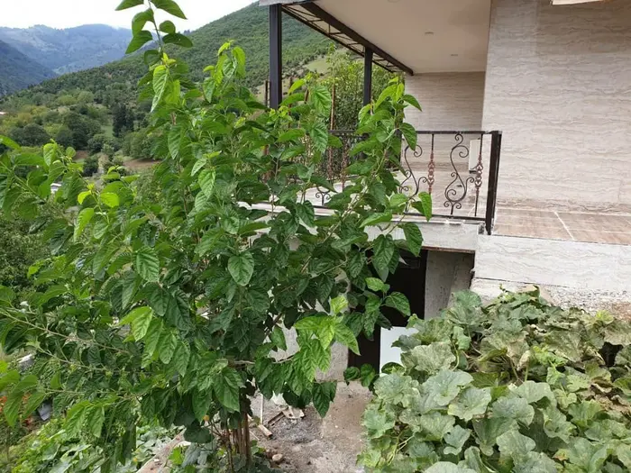 ویلا دوخوابه پویان شمام