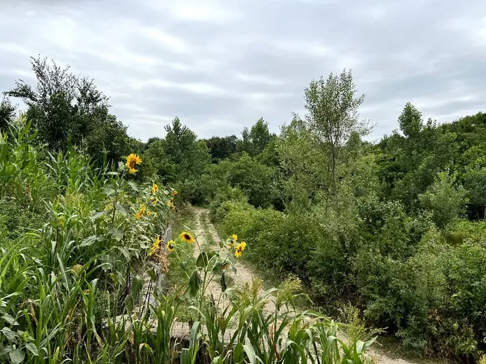 جنگلی میلاد - کلبه میلاد