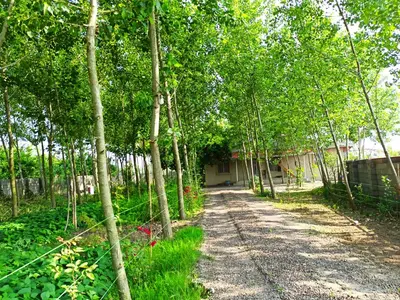 ویلا دوخوابه رمضان پور 1