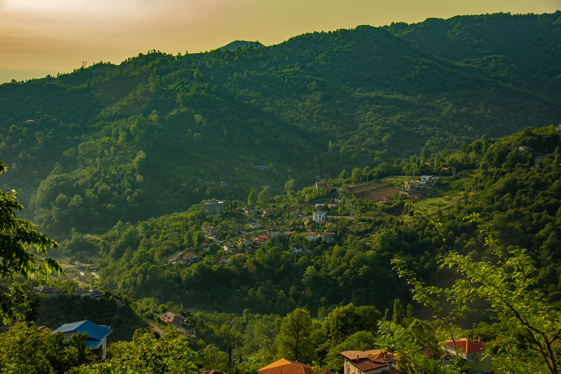 فلت جنگلی صادقی