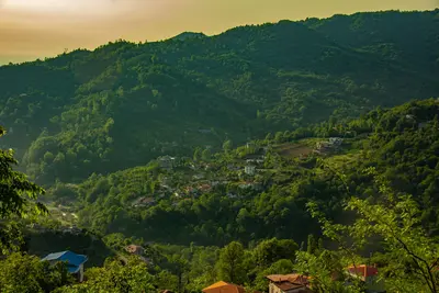 سوئیت فلت جنگلی صادقی