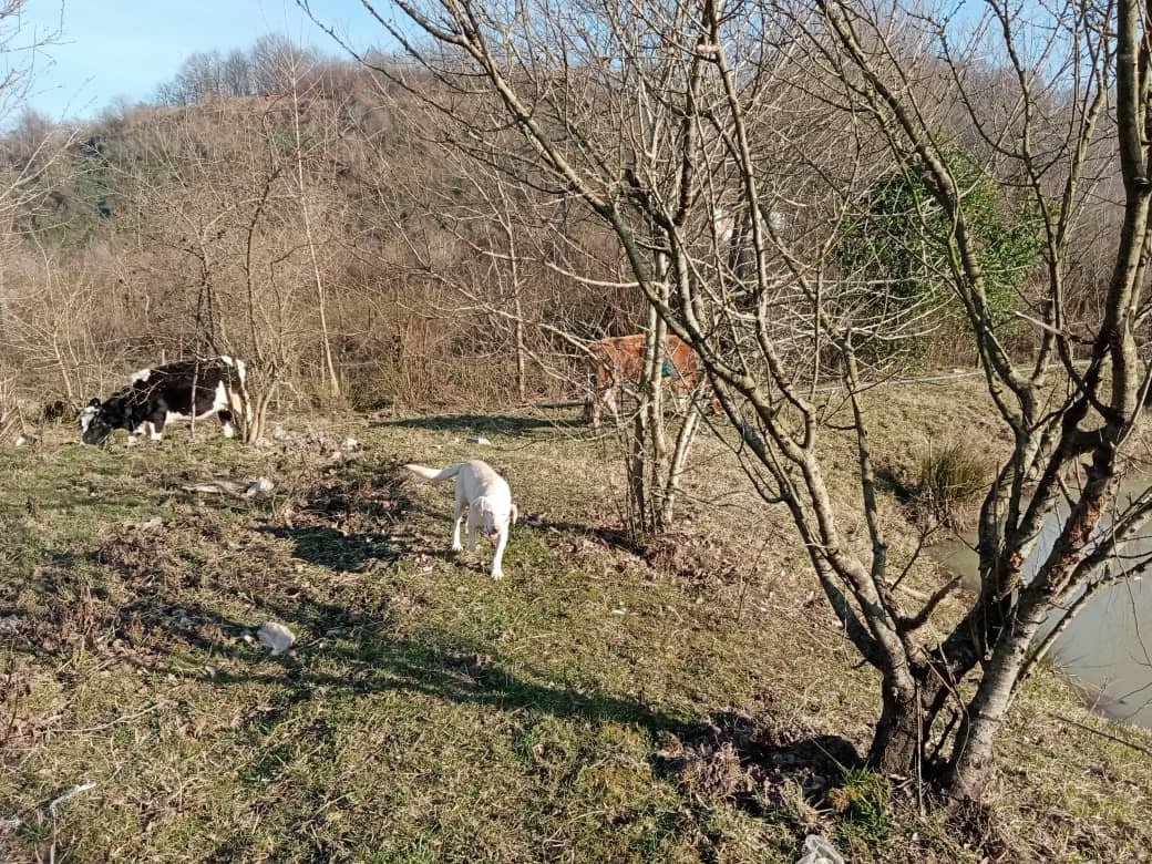 بومگردی ماندی چینا - واحد 4