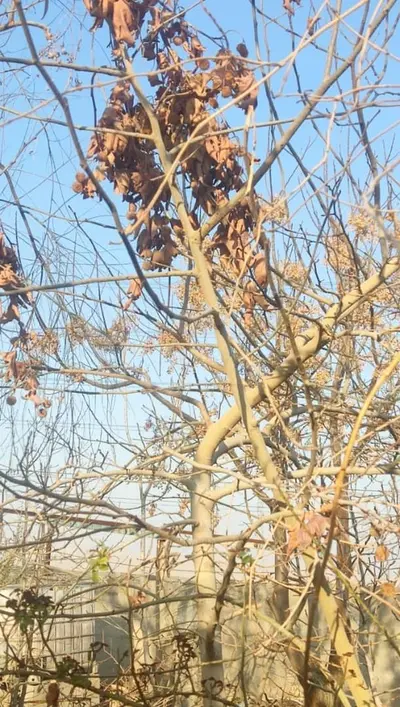 سوئیت فلت ققنوس