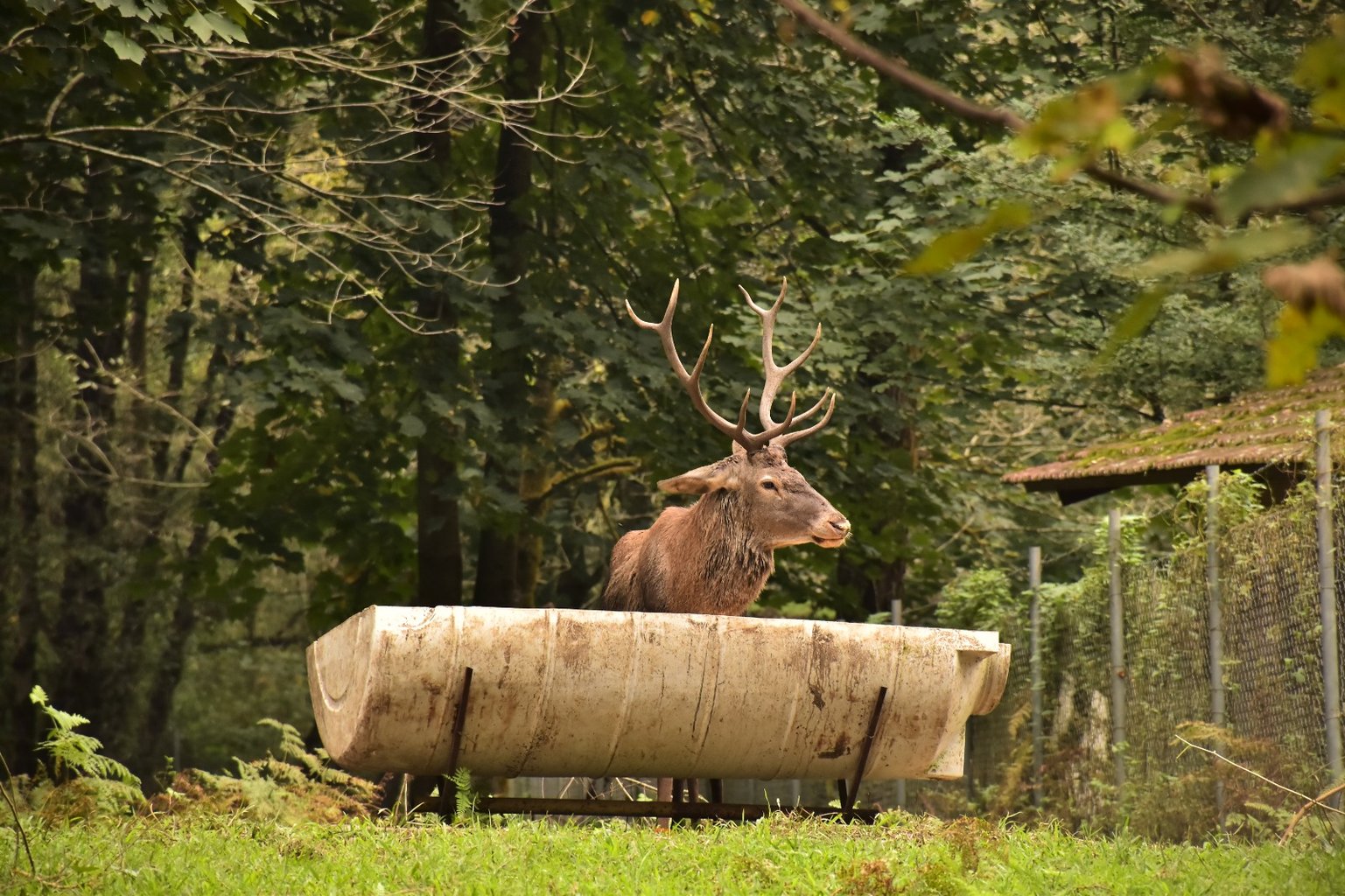 چالدره - واحد توسکا دونفره 4