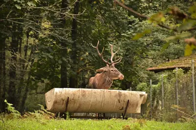 بومگردی چالدره - واحد توسکا دونفره 4