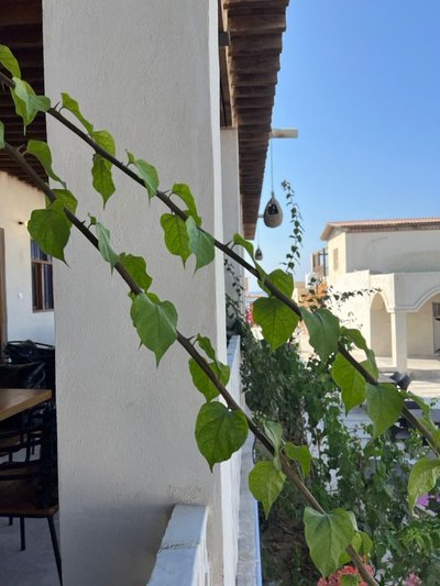 بومگردی یک خوابه ساحلی غروب - واحد 203