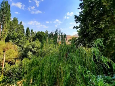 ویلا دوخوابه جنگلی صبوری