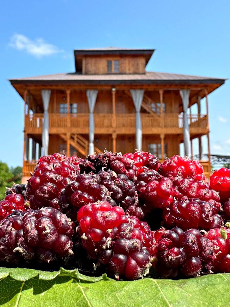 شاتوت - واحد 4